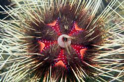 Eyeball Urchin - Anyone know the real name for this thing... by Dallas Poore 
